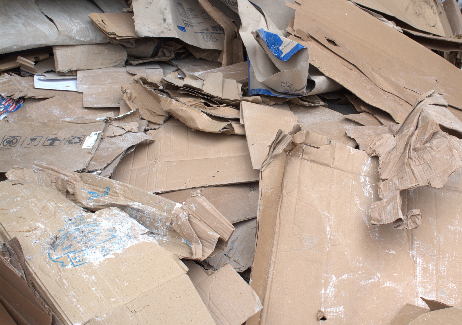 DSC_0446 Cardboard